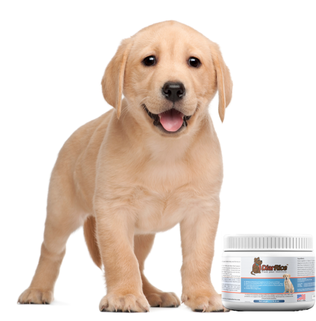 12-human-foods-to-give-to-dogs-with-diarrhea-or-upset-stomach