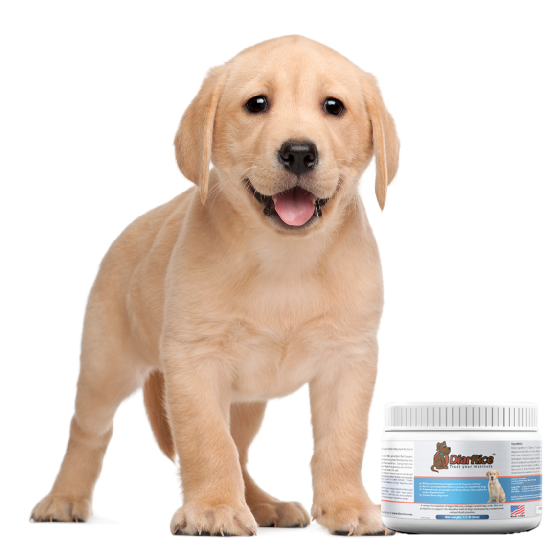 dog diarrhea treatment and remedies